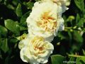 Edelrose 'Comtessa' � - Rosa 'Comtessa' �