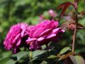 Beetrose 'Heidi Klum-Rose' � - Rosa 'Heidi Klum-Rose' �