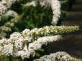 Sommerflieder / Schmetterlingsstrauch 'Dart's Ornamental White' - Buddleja davidii 'Dart's Ornamental White'