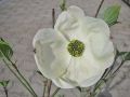 Pazifischer Blumen-Hartriegel 'Ascona' - Cornus nutallii 'Ascona'