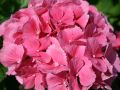 Ballhortensie / Bauernhortensie 'Masja' (rot) - Hydrangea macrophylla 'Masja' (rot)
