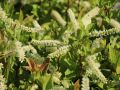 Virginische Rosmarinweide - Itea virginica