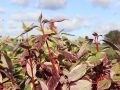 Wei�bunter Purpur-Hartriegel - Cornus alba 'Sibirica Variegata'