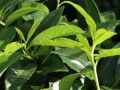 Bodendecker Kirschlorbeer 'Mount Vernon' - Prunus laurocerasus 'Mount Vernon'