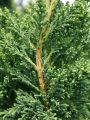 Zypresse 'Drath' - Chamaecyparis obtusa 'Drath'