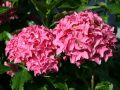 Ballhortensie / Bauernhortensie 'Tovelit' (rosa) - Hydrangea macrophylla 'Tovelit'