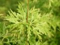 F�cher-Ahorn 'Seiryu' - Acer palmatum 'Seiryu'