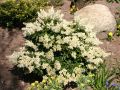 Schattengl�ckchen 'Prelude' - Pieris japonica 'Prelude'