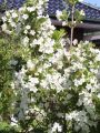 Weigelie 'Snowflake' - Weigela 'Snowflake'