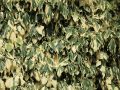 Buntlaubiger Kaukasischer Efeu - Hedera colchica 'Dentata Variegata'