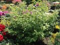 Zaubernuss 'Arnold Promise' - Hamamelis intermedia 'Arnold Promise'