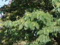 Seidenbaum / Schlafbaum / Seidenakazie - Albizia julibrissin