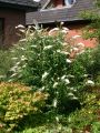 Sommerflieder / Schmetterlingsstrauch 'White Profusion' - Buddleja davidii 'White Profusion'