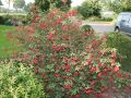 Winterharte Fuchsie 'Riccartonii' / Scharlachfuchsie - Fuchsia magellanica 'Riccartonii'