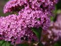 Sommerflieder / Schmetterlingsstrauch 'Pink Delight' - Buddleja davidii 'Pink Delight'