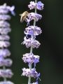Blauraute 'Blue Spire' - Perovskia atriplicifolia 'Blue Spire'