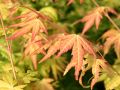 F�cher-Ahorn 'Orange Dream' - Acer palmatum 'Orange Dream'