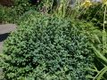 Buchsbaum 'Blauer Heinz' - Buxus sempervirens 'Blauer Heinz'