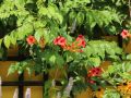 Trompetenblume 'Flamenco' - Campsis radicans 'Flamenco'