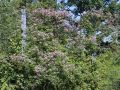 Clematis 'Rubromarginata' - Clematis triternata 'Rubromarginata'
