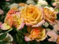 Zwergrose 'Little Sunset' � - Rosa 'Little Sunset' �