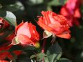 Zwergrose 'Orange Juwel' � - Rosa 'Orange Juwel' �