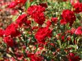 Bodendeckerrose 'Mainaufeuer' � - Rosa 'Mainaufeuer' �