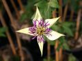 Clematis 'Bicolor' / sieboldiana - Clematis florida 'Bicolor' / 'Sieboldii'