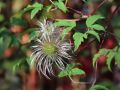 Clematis 'Frances Rivis' / Alpenwaldrebe - Clematis alpina 'Frances Rivis'