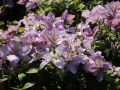 Clematis 'Comtesse de Bouchaud' - Clematis 'Comtesse de Bouchaud'