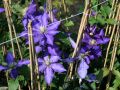 Clematis 'Daniel Deronda' - Clematis 'Daniel Deronda'