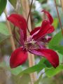 Clematis 'Gravetye Beauty' - Clematis texensis 'Gravetye Beauty'