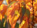 Zwergkirsche 'Brilliant' / Kurilenkirsche 'Brilliant' - Prunus kurilensis 'Brilliant'