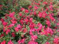 Bodendeckerrose 'Red Meidiland' � - Rosa 'Red Meidiland' �
