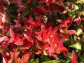 Traubenmyrte 'Scarletta'  � / Traubenheide 'Scarletta' � - Leucothoe 'Scarletta'  �  / 'Zeblid'