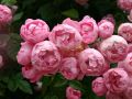 Ramblerrose 'Raubritter' - Rosa 'Raubritter'
