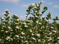 Apfelbeere 'Viking' - Aronia melanocarpa 'Viking'