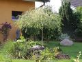 Harlekinweide / Zierweide 'Hakuro Nishiki' - Salix integra 'Hakuro Nishiki' /Japanisch Weide
