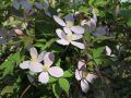 Clematis 'Elizabeth' - Clematis montana 'Elizabeth'
