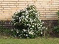 Mittelmeer Schneeball - Viburnum tinus