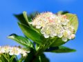Apfelbeere 'Nero' - Aronia melanocarpa 'Nero'