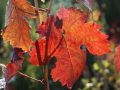 Weintraube 'Dornfelder' � - Vitis 'Dornfelder' �