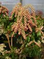 Schattengl�ckchen 'Valley Valentine' - Pieris japonica 'Valley Valentine'
