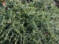 Sandginster 'Vancouver Gold' - Genista pilosa 'Vancouver Gold'