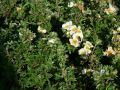 Fingerstrauch 'Tilford Cream' - Potentilla 'Tilford Cream'