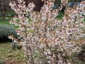 Kurilenkirsche 'Ruby' - Prunus kurilensis 'Ruby'