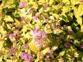 Gelbe Zwergspiere / Japanspiere 'Golden Princess' - Spiraea japonica 'Golden Princess'