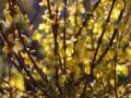 Goldgl�ckchen / Forsythie 'Week End' � - Forsythia x intermedia 'Week End'