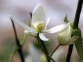 Immergr�ne Waldrebe / Immergr�ne Clematis - Clematis armandii