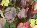 Weintraube 'Venus' � kernarm blau - Vitis 'Venus' Kernarme Tafel-Traube 'Venus' �